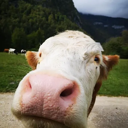 Lizina Hiska House Bohinj بيت للعطل