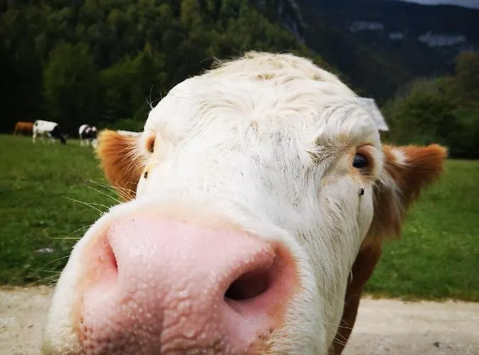 Lizina Hiska House Bohinj بيت للعطل